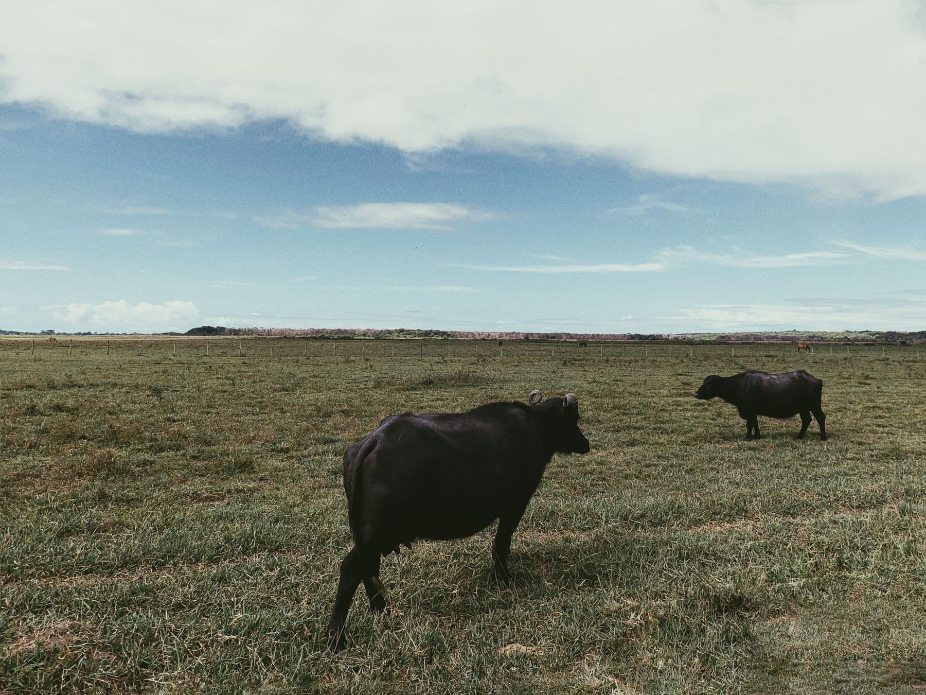 Búfalos pastando em campo aberto em Caraíva, na Bahia