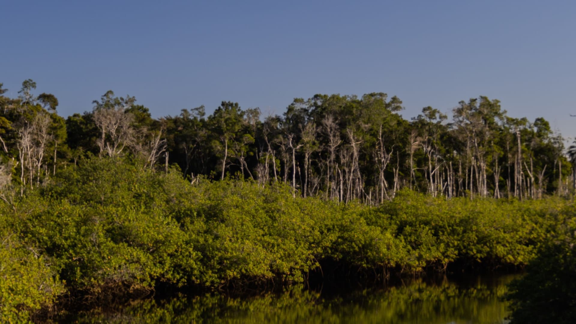 Rio Caraíva cercado pela vegetação no sul da Bahia