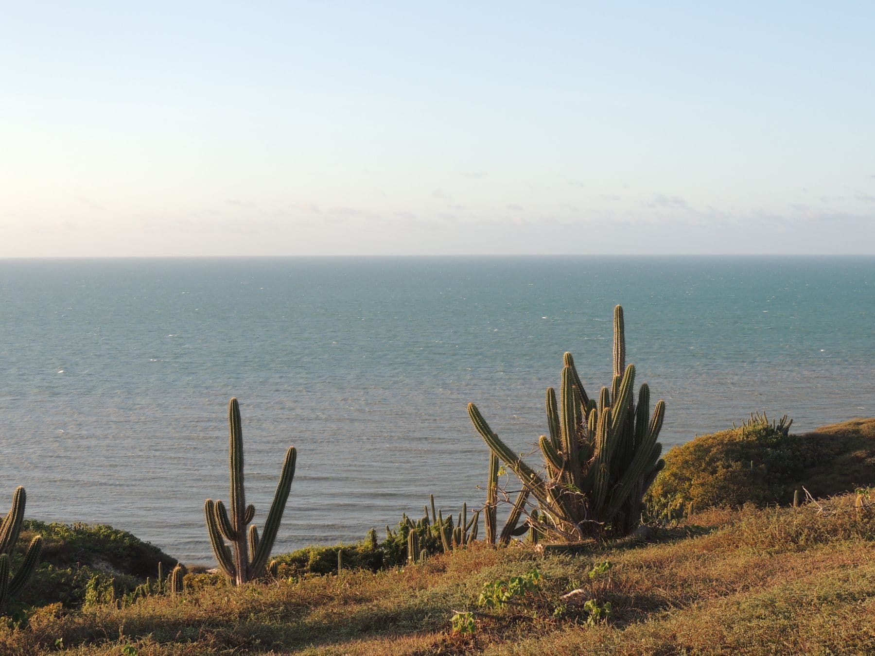 Mandacarus na falésia diante do mar, na costa de Jericoacoara, no fim da tarde