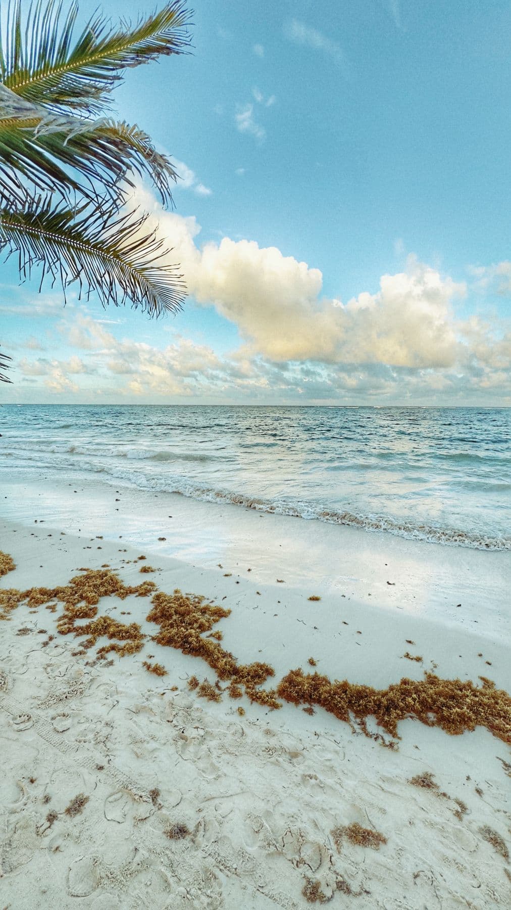 Orla de Punta Cana com coqueiros, areia clara e mar tranquilo